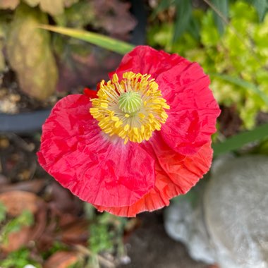 Papaver