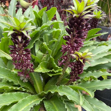 Eucomis 'Gsalkian' (Aloha Lily Series) syn. Eucomis 'Kona'