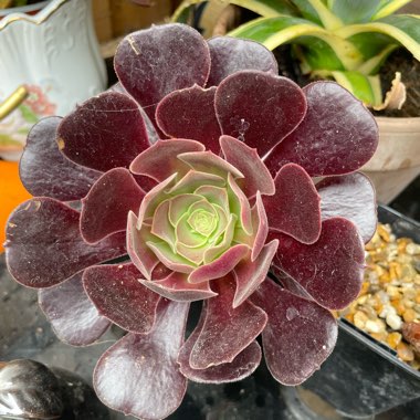 Aeonium