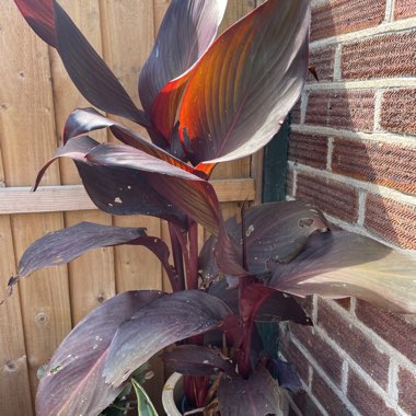 Canna 'Red Velvet' syn. Canna 'Velvet Red'