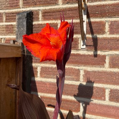 Canna 'Red Velvet' syn. Canna 'Velvet Red'