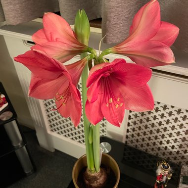 Hippeastrum 'Royal Red'