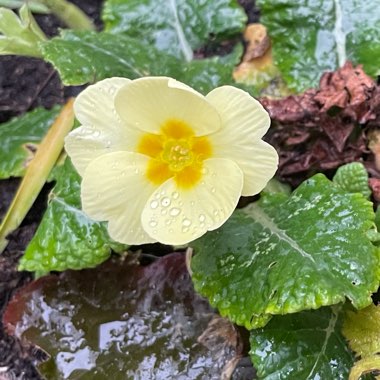 Primula Polyantha