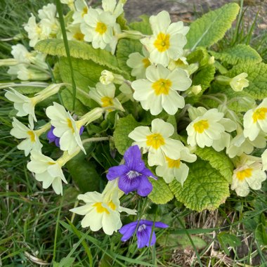 Primula