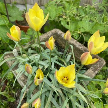 Tulipa linifolia (Batalinii Group) 'Honky Tonk' syn. Tulipa 'Honky Tonk'