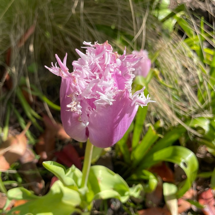 plant image 1660577