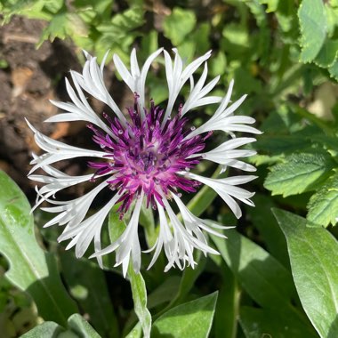 Centaurea 'Amethyst on Ice'