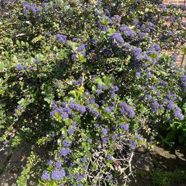 Ceanothus Purpureus