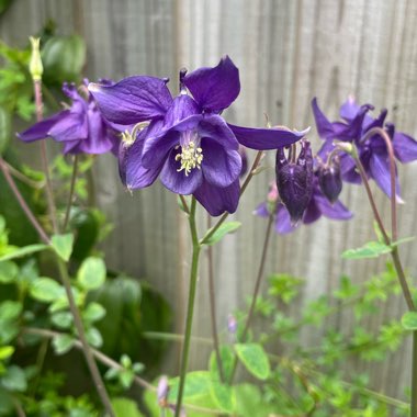 Aquilegia