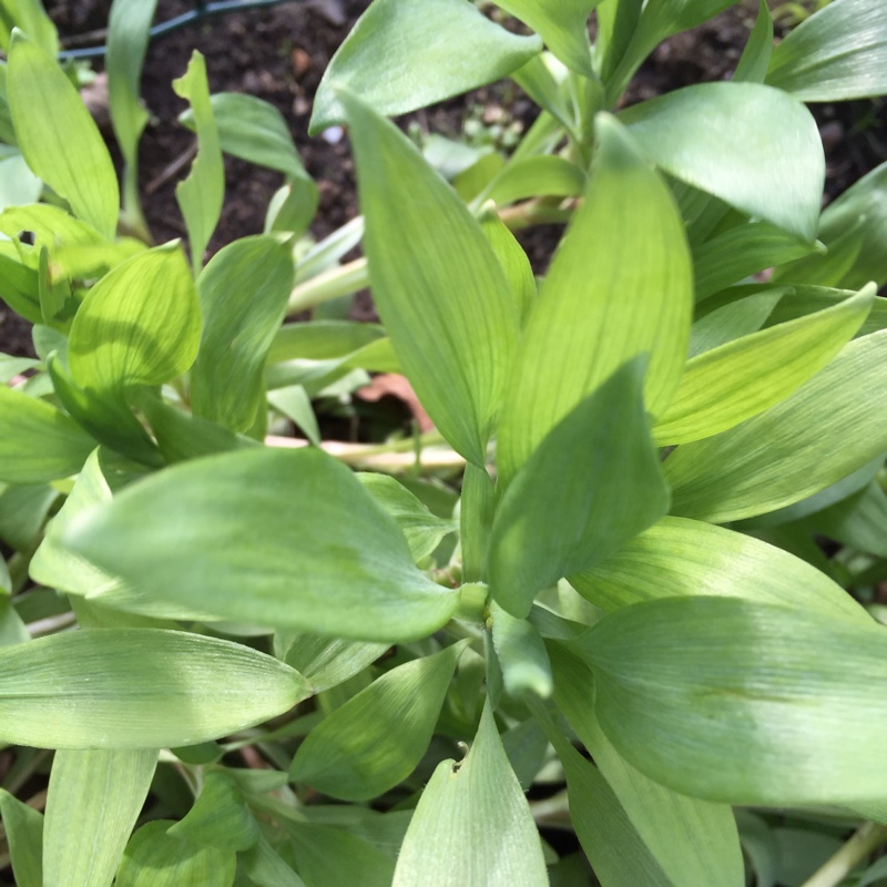 Plant image Alstroemeria 'Apollo'