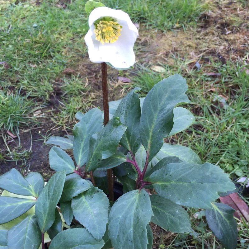 Plant image Helleborus orientalis