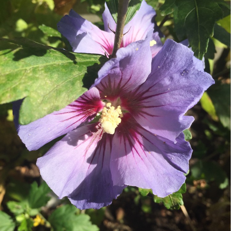 Plant image Hibiscus