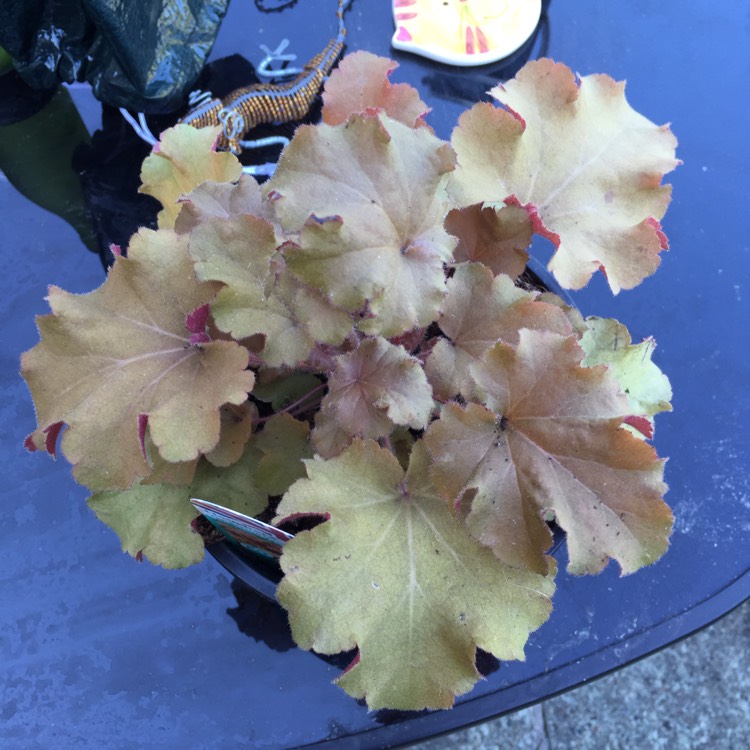 Plant image Heuchera 'Tangerine Wave' (Fox Series)