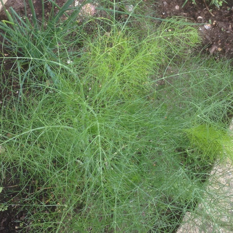 Plant image Foeniculum vulgare 'Giant Bronze' syn. Ferula 'Giant Bronze', Ferula communis 'Giant Bronze'