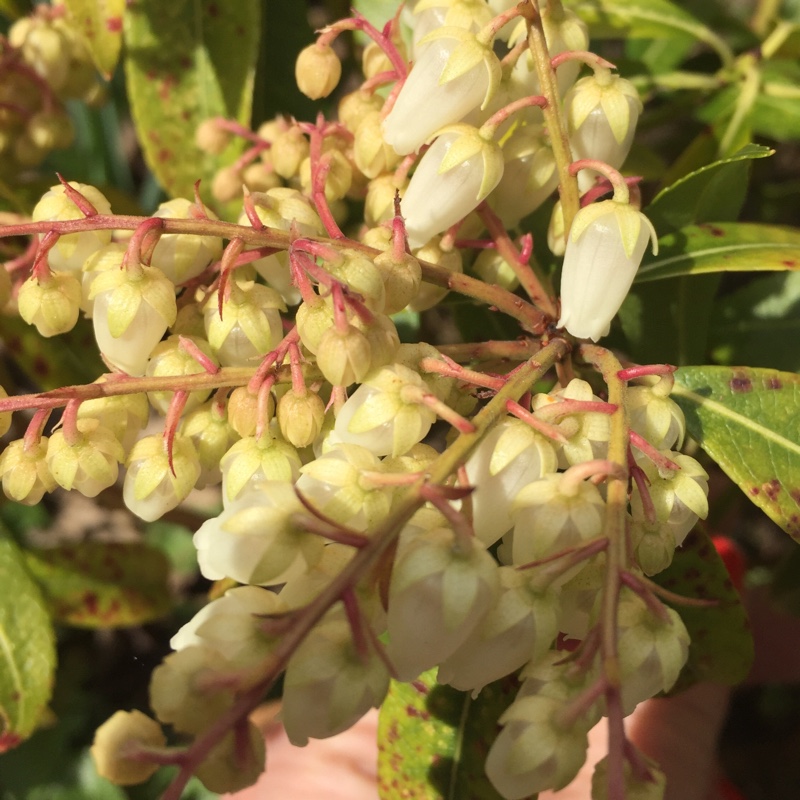 Pieris 'Forest Flame' syn. Pieris floribunda 'Forest Flame'