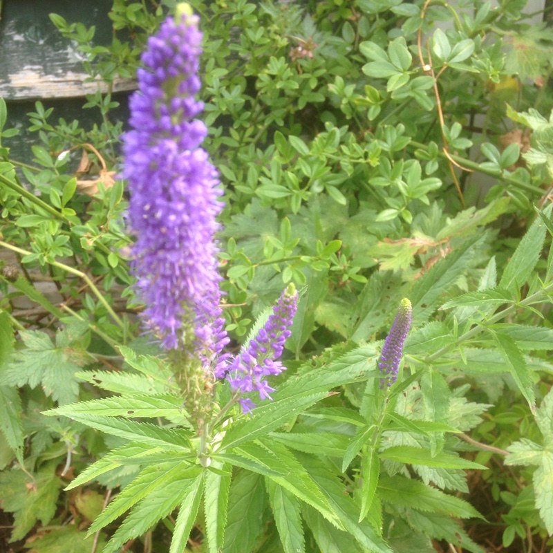 Plant image Veronicastrum virginicum syn. Veronica virginica