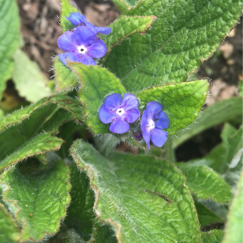 Pentaglottis Sempervirens