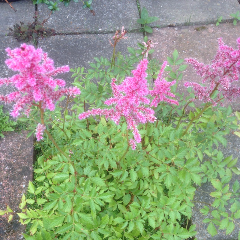 Plant image Astilbe simplicifolia 'Sprite'