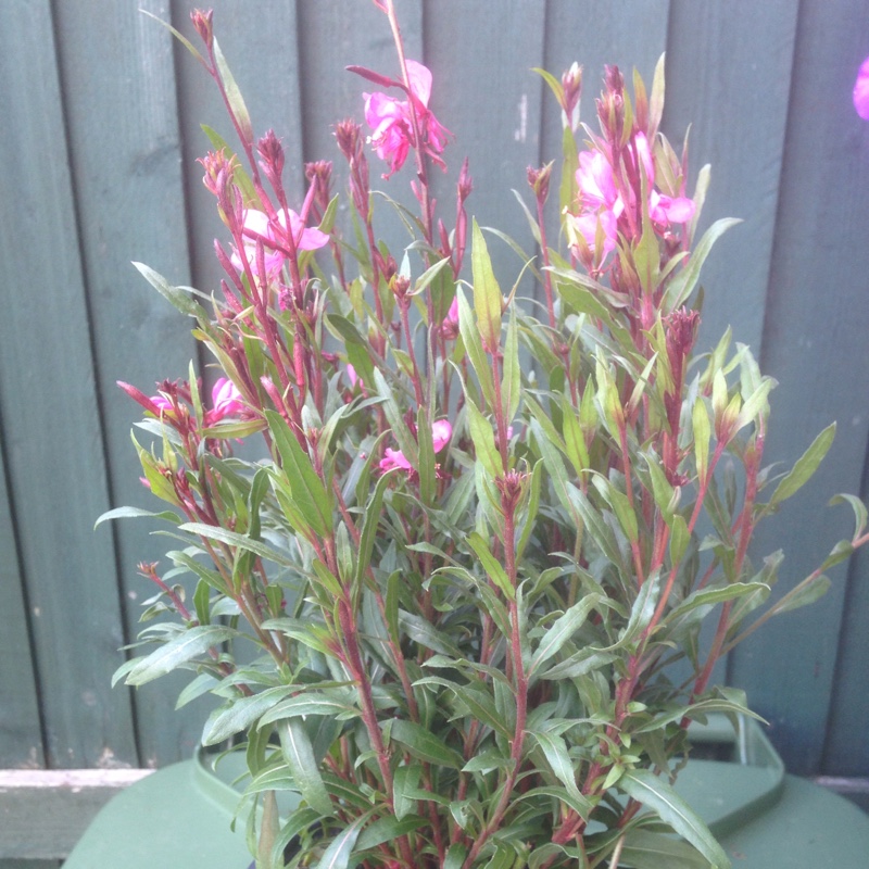 Plant image Oenothera lindheimeri 'Gaudros' (Geyser Series) syn. Oenothera lindheimeri 'Geyser Pink', Gaura lindheimeri 'Geyser Pink'