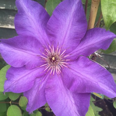 Clematis viticella 'The President'