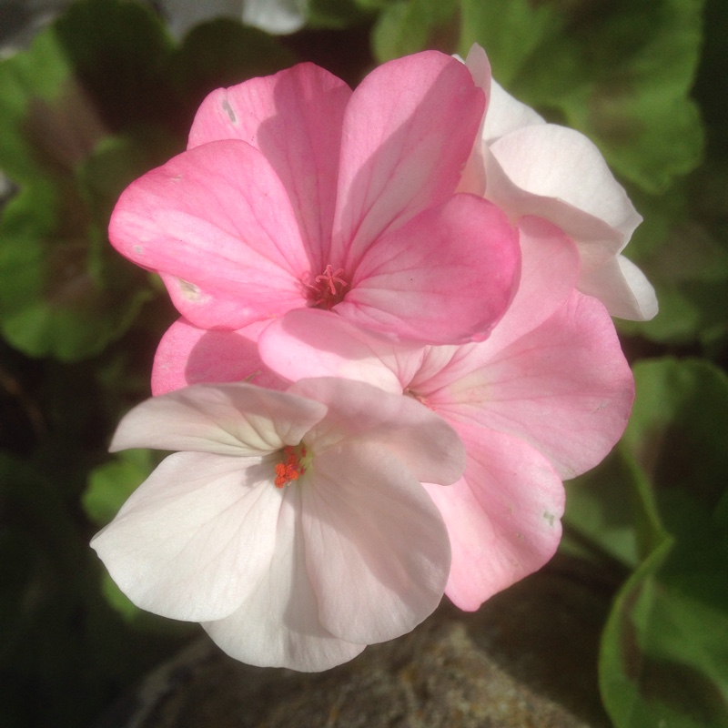 Plant image Pelargonium 'Royal Surprise'