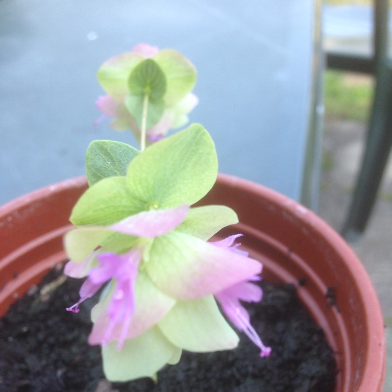 Plant image Origanum Rotundifolium 'Kent Beauty'