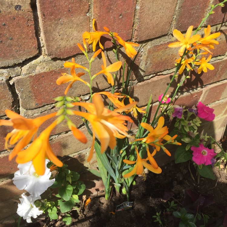 Plant image Crocosmia x crocosmiiflora 'George Davison'