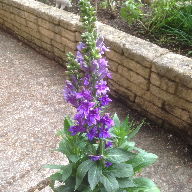 Plant image Lobelia x speciosa 'Fan Blue'