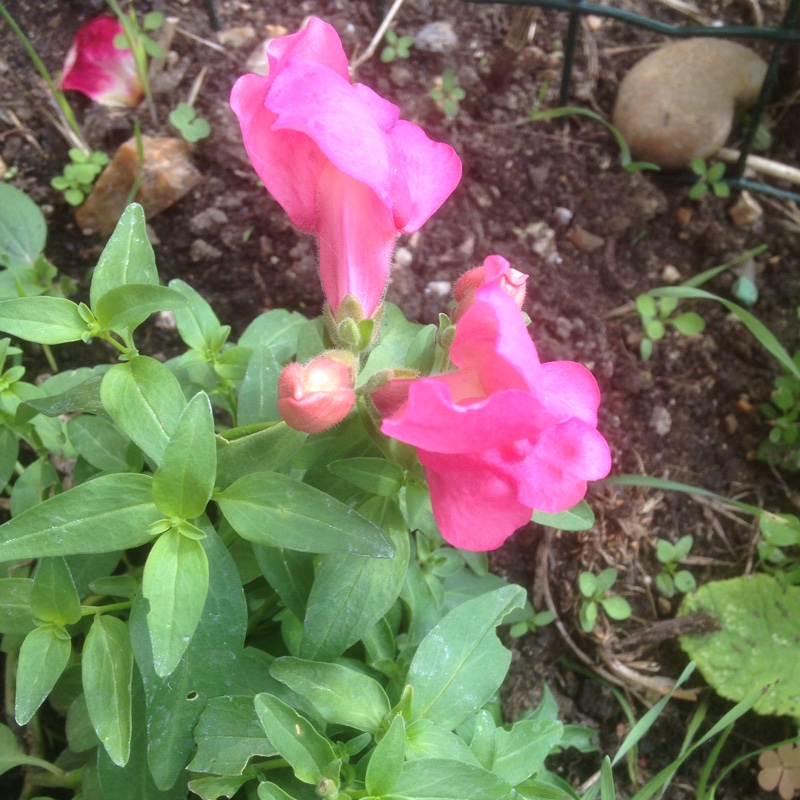 Plant image Antirrhinum majus 'Peaches And Cream'