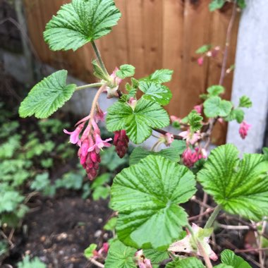 Ribes sanguineum