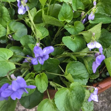 Viola odorata