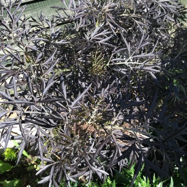 Sambucus nigra f. porphyrophylla 'Eva' syn. Sambucus nigra f. porphyrophylla 'Black Lace', Sambucus nigra 'Black Lace'