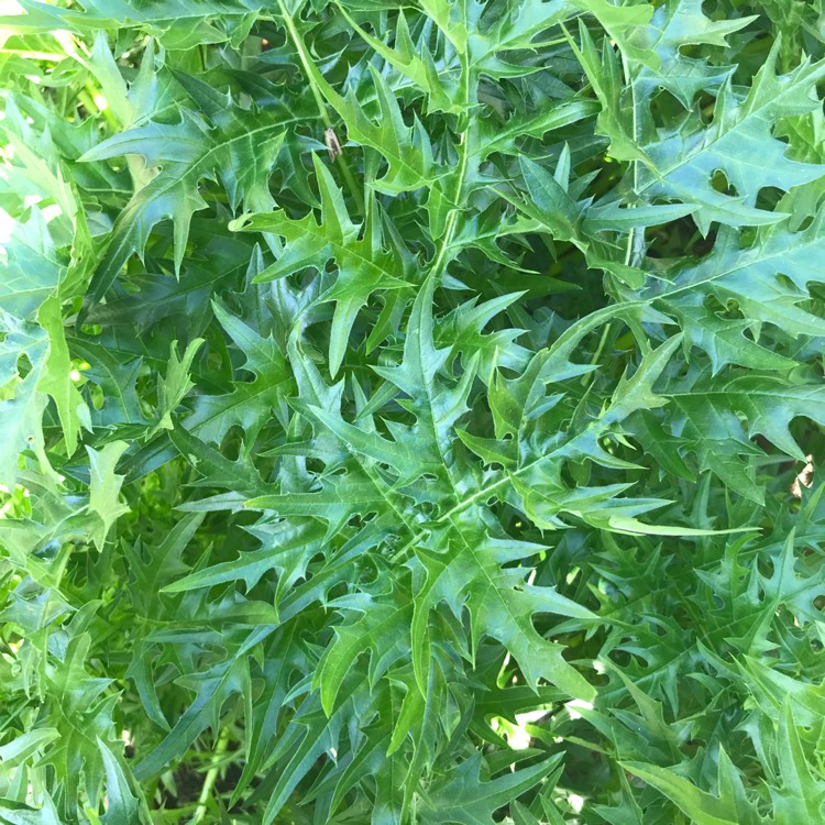 Plant image Acanthus mollis