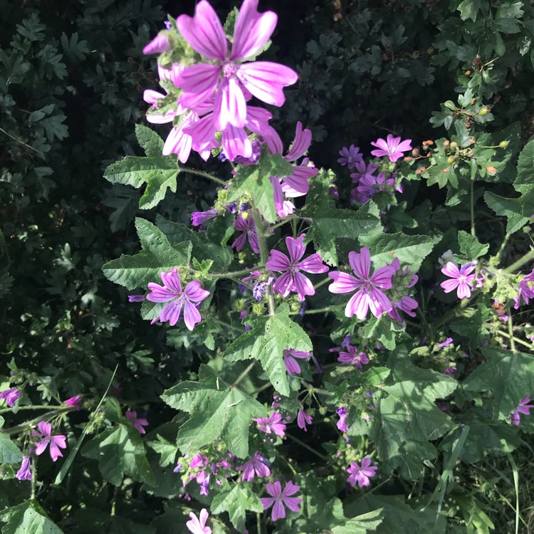 Plant image Malva