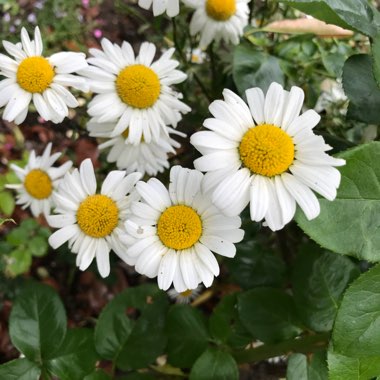 Leucanthemum vulgare