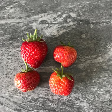 Fragaria vesca