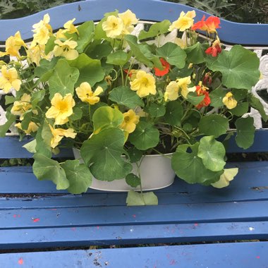 Tropaeolum majus