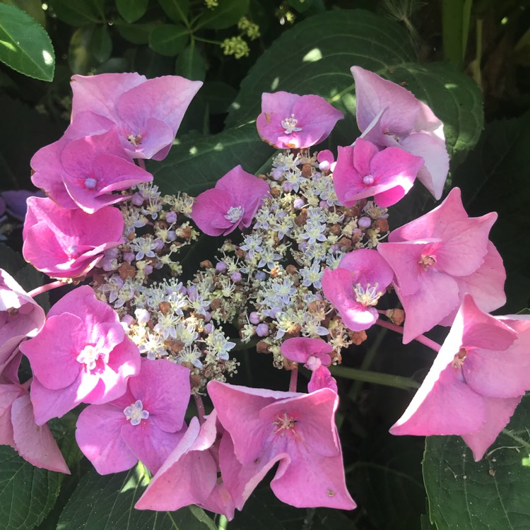 Plant image Hydrangea macrophylla 'Blaumeise'