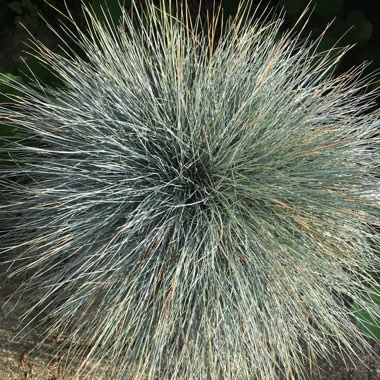 Festuca glauca