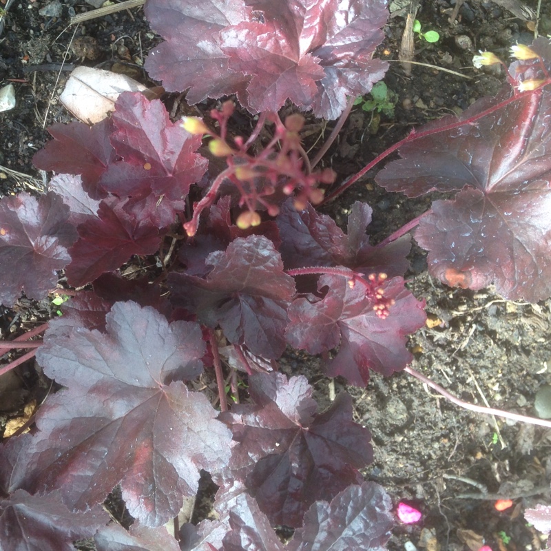 Plant image Heuchera 'Morello'