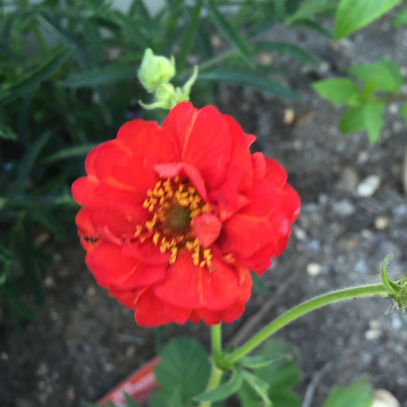 Plant image Geum 'Blazing Sunset'