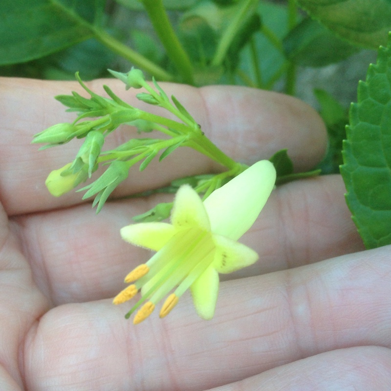 Plant image Phygelius x rectus 'Moonraker'