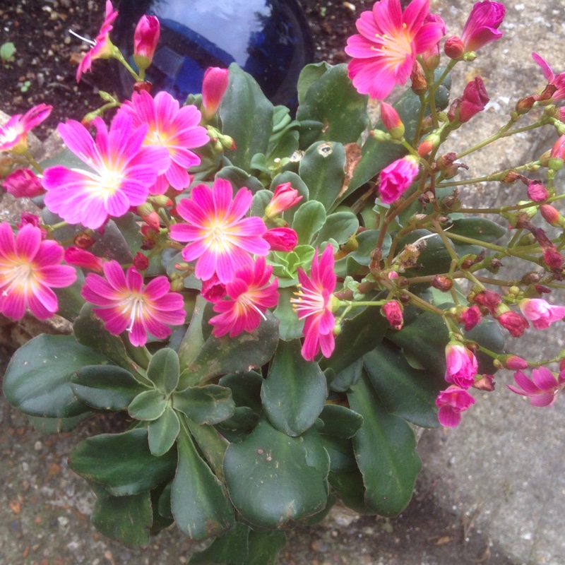 Plant image Lewisia 'Mountain Dreams'