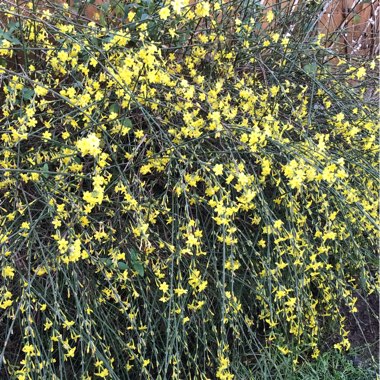 Jasminum nudiflorum