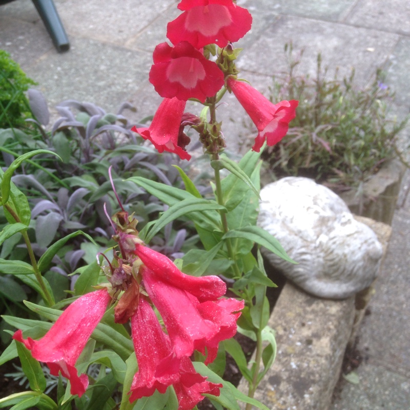 Plant image Penstemon 'Phoenix Rose'