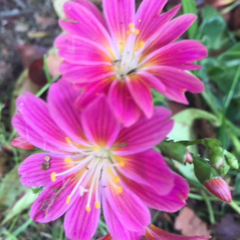 Plant image Lewisia 'Mountain Dreams'