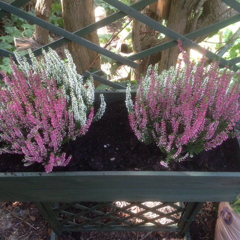 Plant image Calluna vulgaris 'Peter Sparkes'