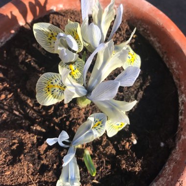 Iris 'Katharine Hodgkin' syn. Iris reticulata 'Katharine Hodgkin', Iris 'Injad Sherwood', Iris reticulata 'Injad Sherwood'