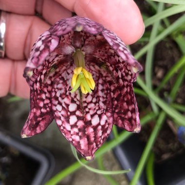 Fritillaria meleagris