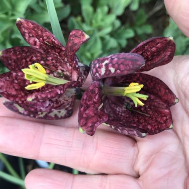 Fritillaria meleagris